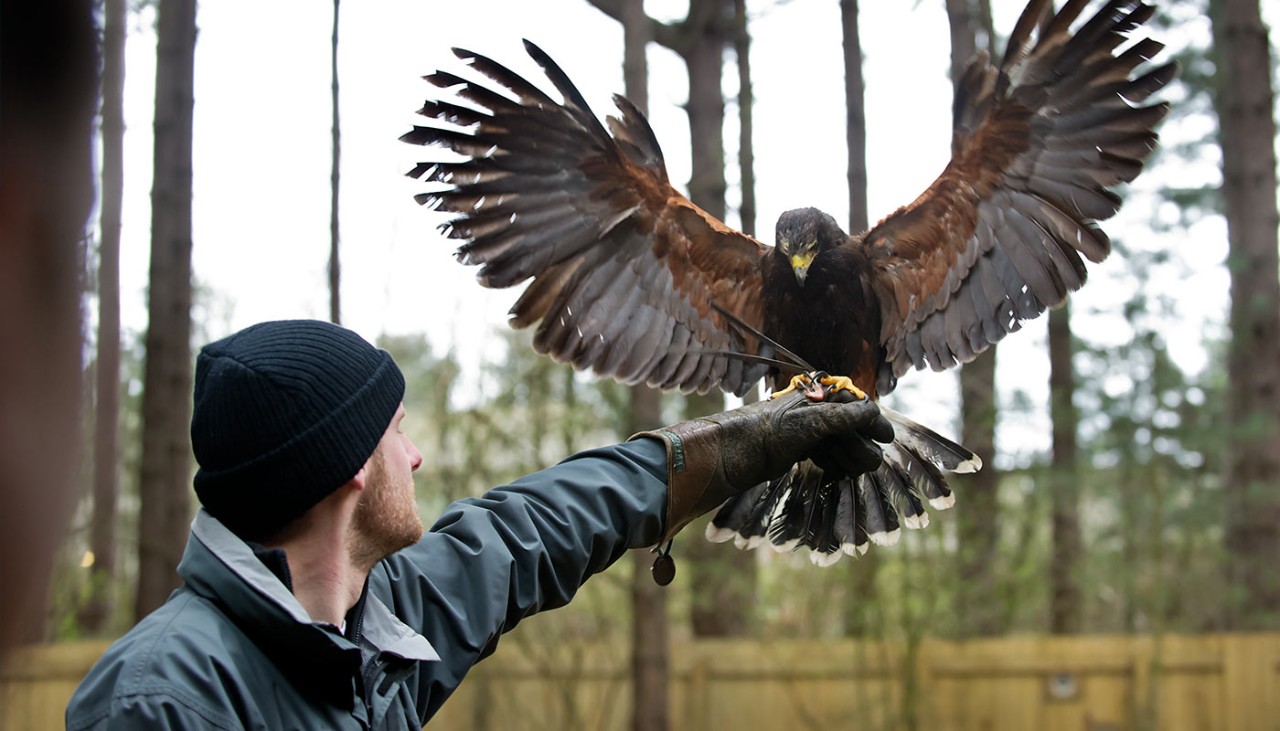 A man extends his arm out to a falcon, which is landing on his glove with it's wings spread out.