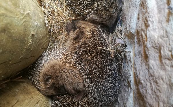Family of hedgehogs curled up together