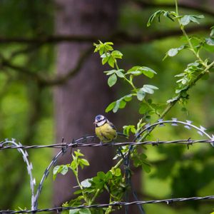 Blue tit sitting on barbed wire fence
