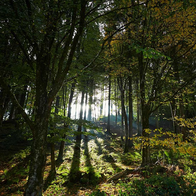 Sun shines through forest