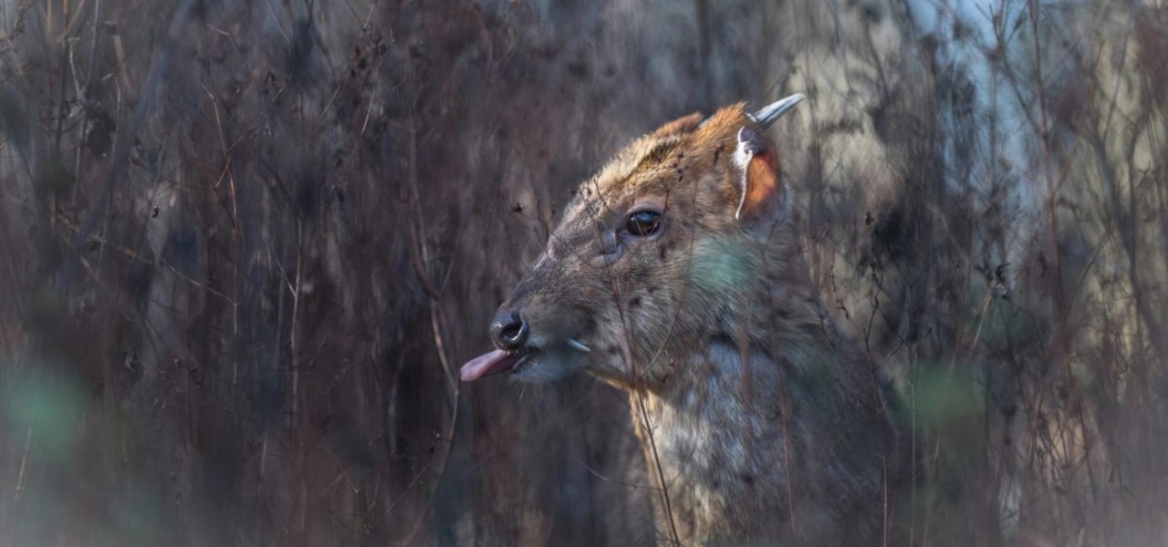 Marvin the Muntjac sticks his tongue out from behind the branches.