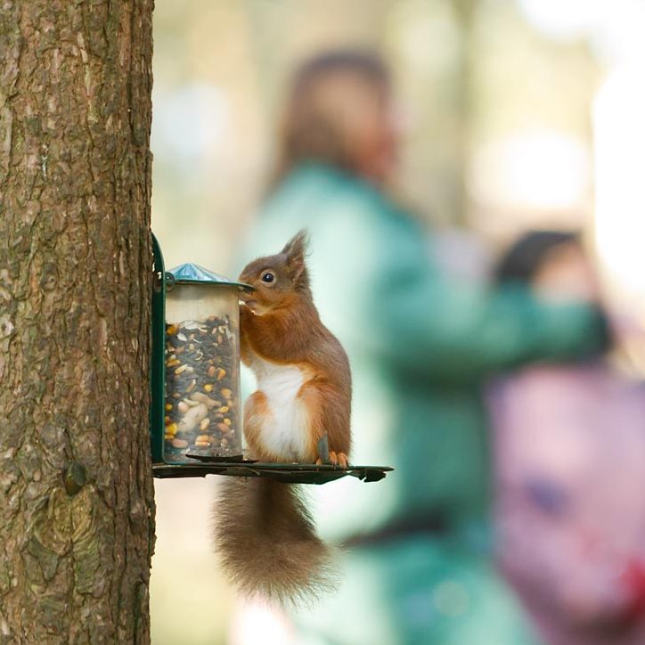 Red squirrel gathering nuts