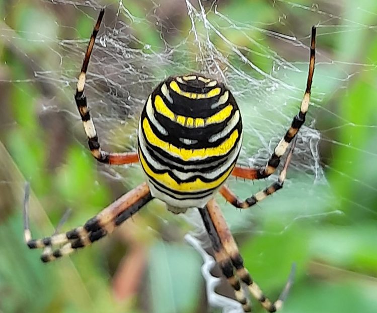 A wasp spider on a web