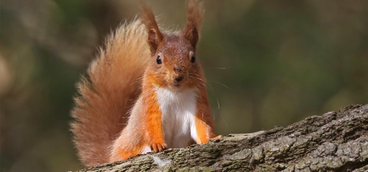 red squirrel sits on a branch and looks straight into the camera