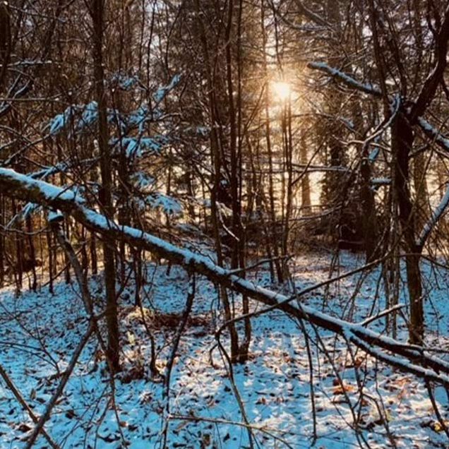 the sunlight glistens on the snow covered trees and woodland floor