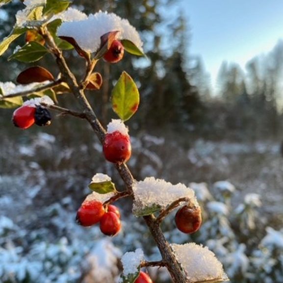 red berries covered in snow