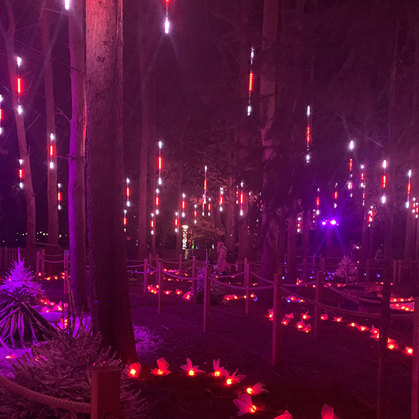 purple and red lights hanging from trees in forest
