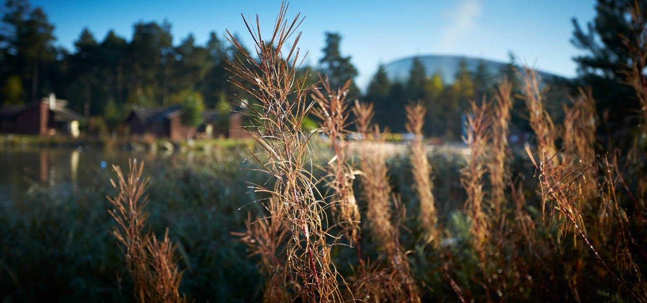 A close up of plants with the lake and the Subtropical Swimming Paradise in the background