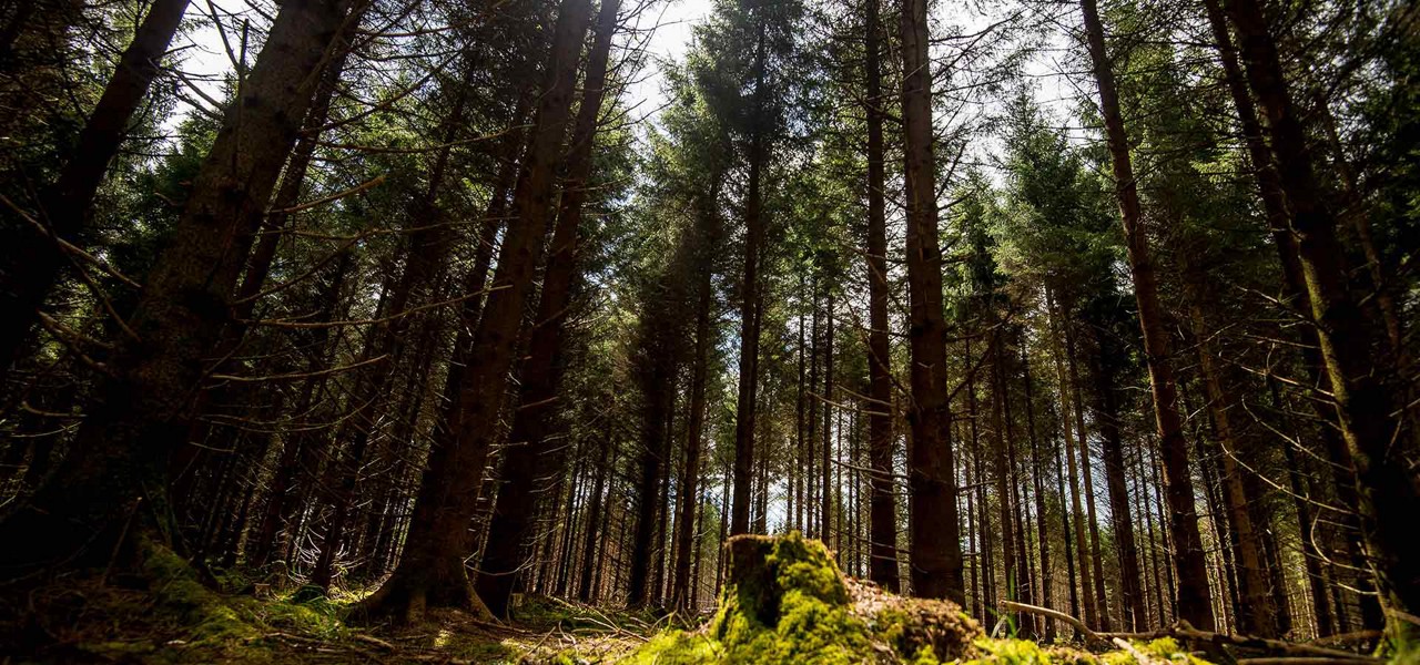 Tall conifer trunks rise vertically, filtering sunlight through narrow crowns, while a moss-covered stump sits foreground on the forest floor; dense, evenly spaced trees create a shaded woodland corridor.