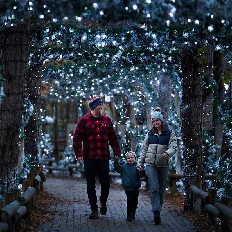 A mum, Dad and young son walking holding hands through an archway of fairy lights in the forest