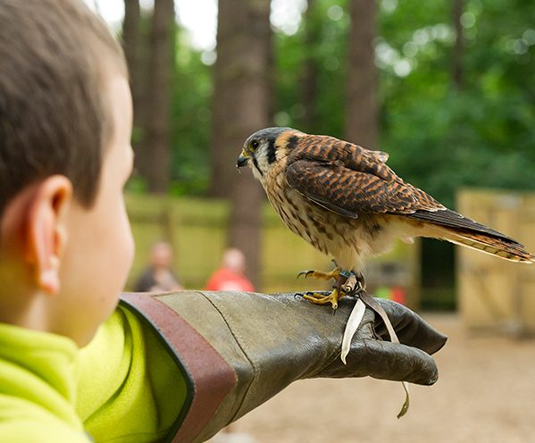 Child holding a sparrow hawk