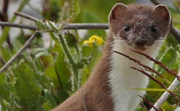 Close up of a stoat