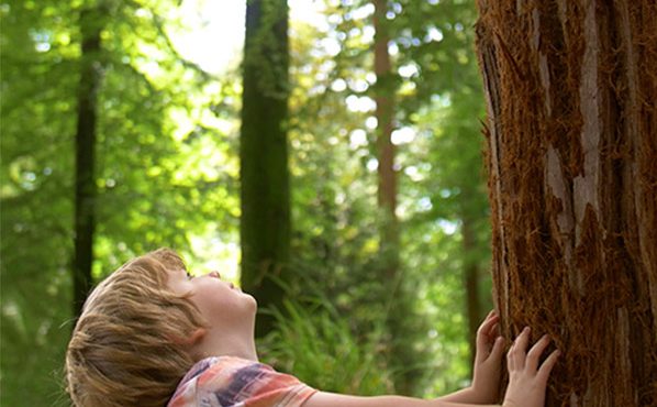 Child gazes up a large tree