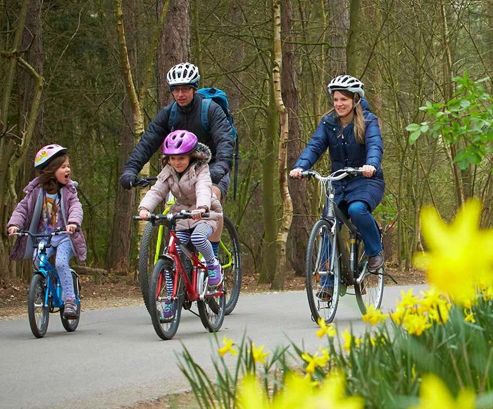 A family riding cycles through the forest filled with daffodils 