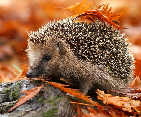 A hedgehog surrounded by Autumn leaves