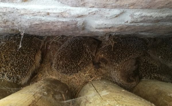Family of hedgehogs sleeping beside a wall