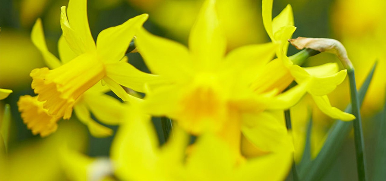 A close up of daffodils