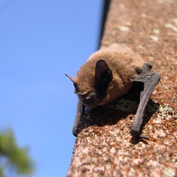 Bat sat on a tree