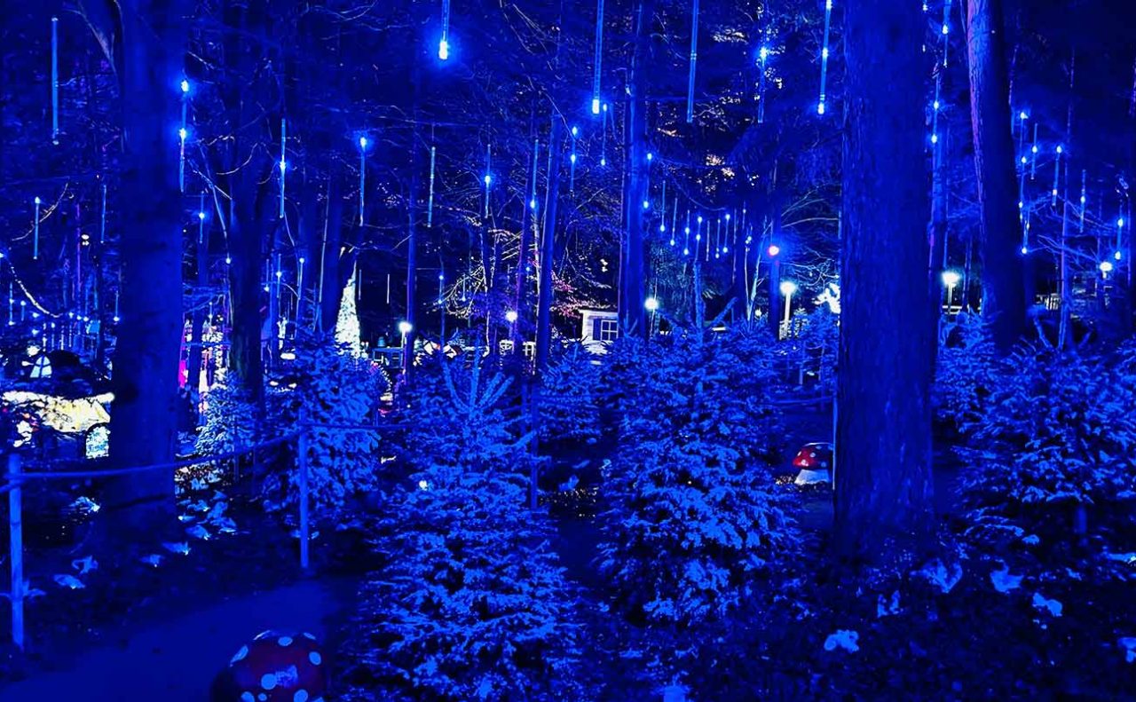 Blue lights nestled in the forest