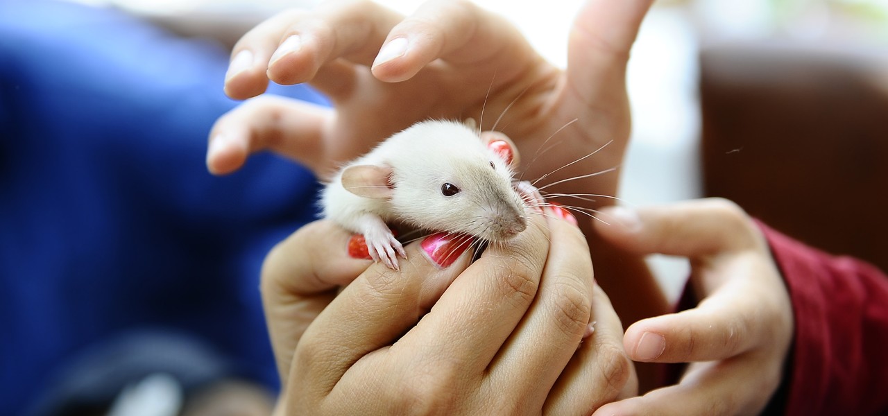 Hands holding a dormouse