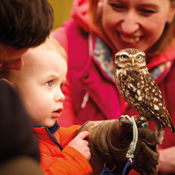 Child holding an owl