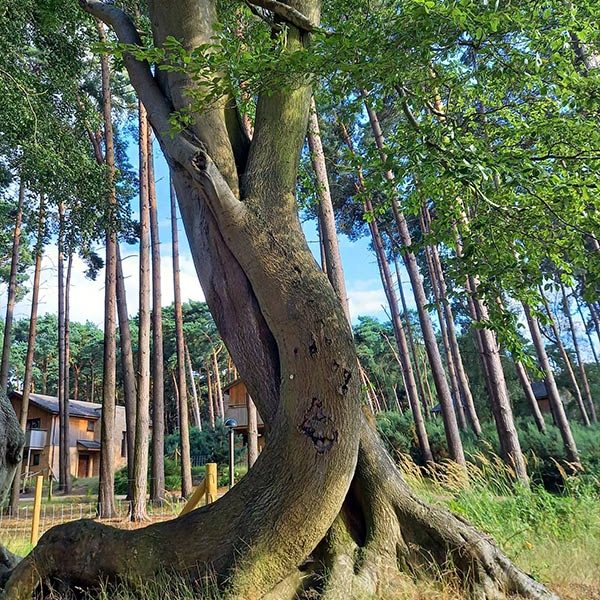 The hugging tree- two trees that have grown around each other.