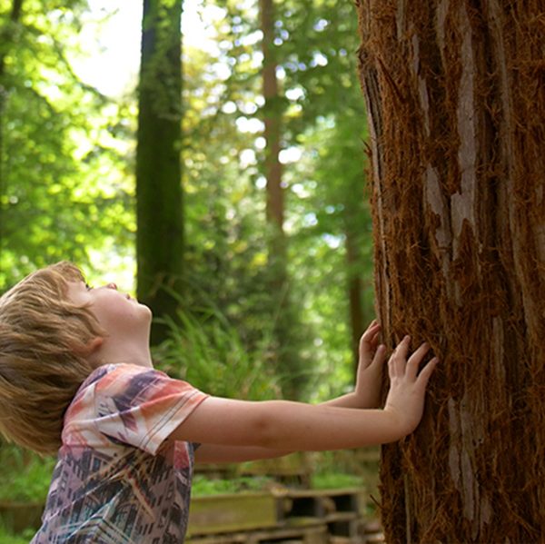 A boy leaning against and looking up at a redwood tree