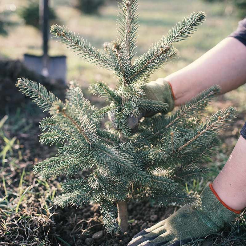 A person replanting a Christmas tree