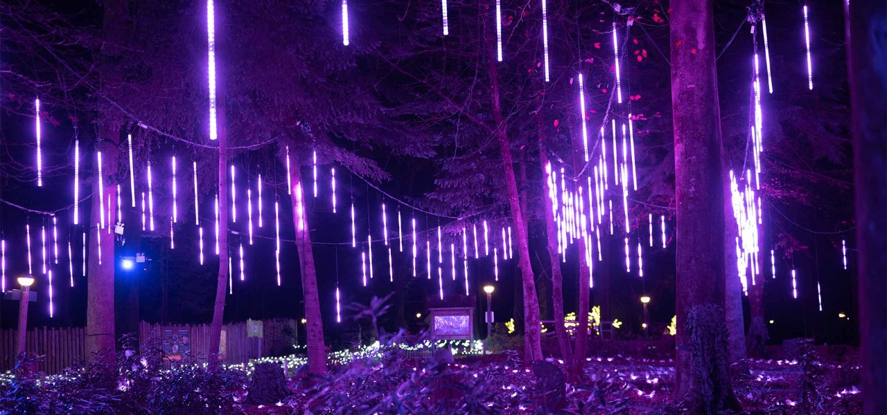 Winter Forest Lights show in tree tops