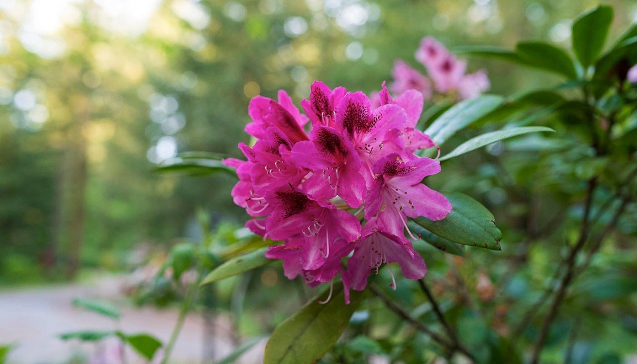 Rhododendron flower head