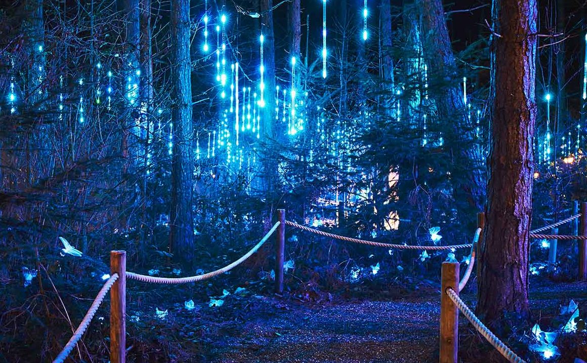 image from the Winter Forest Lights storybook