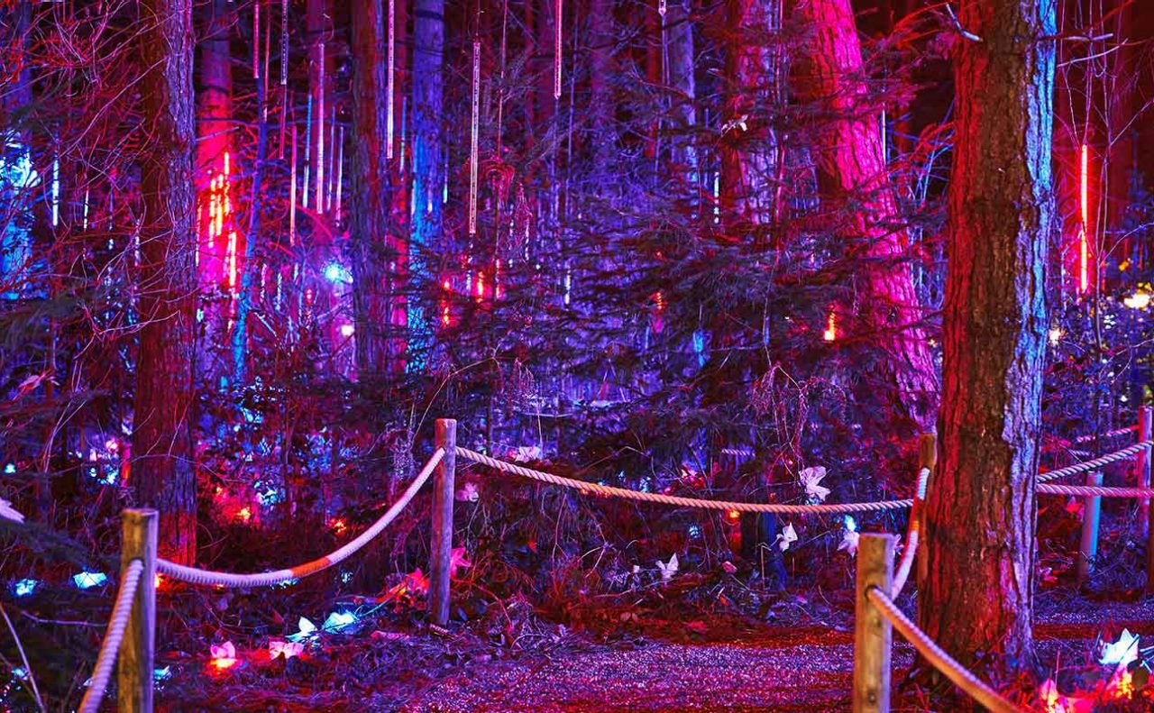 Woods light up with pink and purple lights in the Enchanted Light Garden