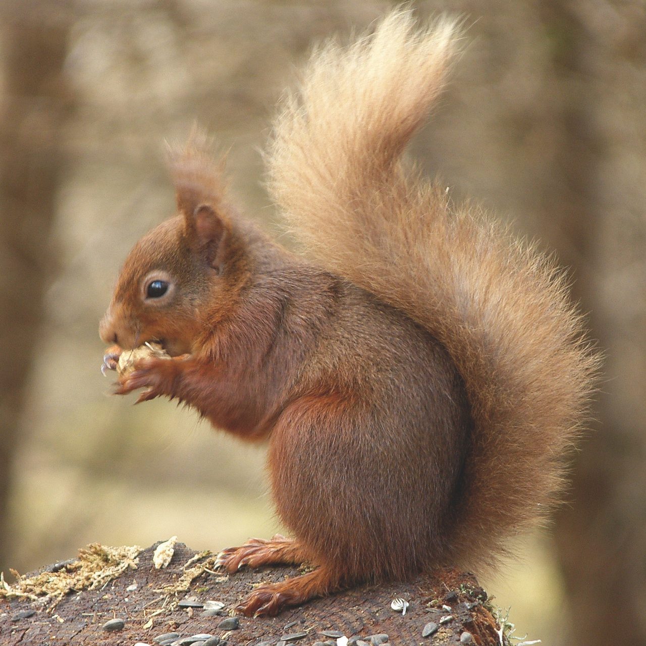 A red squirrel eating nuts