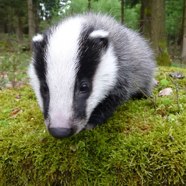 A badger looks at the camera