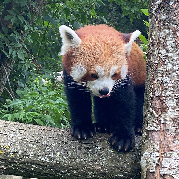 Close up of red panda