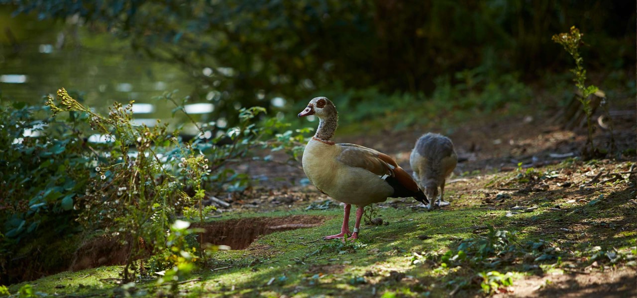 Egyptian geese on the side of the lake