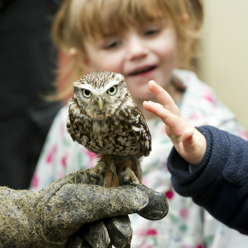 Children petting an owl