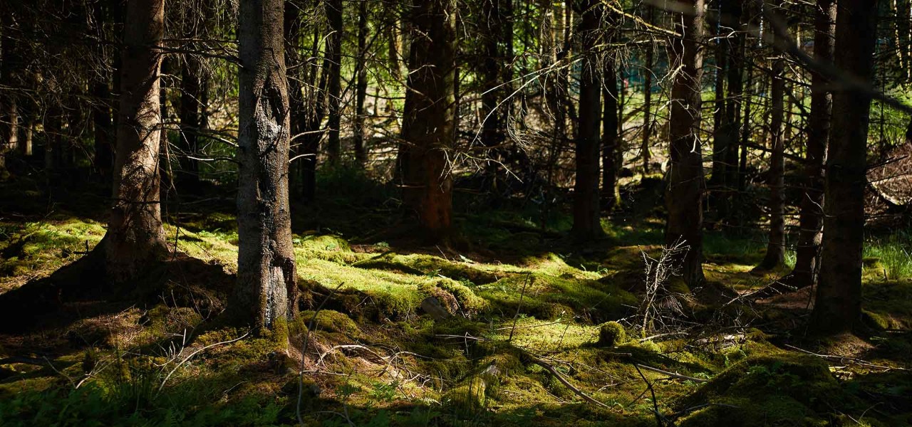 Forest scenery