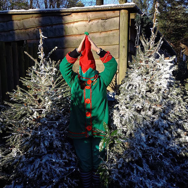 Starlight the elf pretending to be a tree inbetween two Christmas trees
