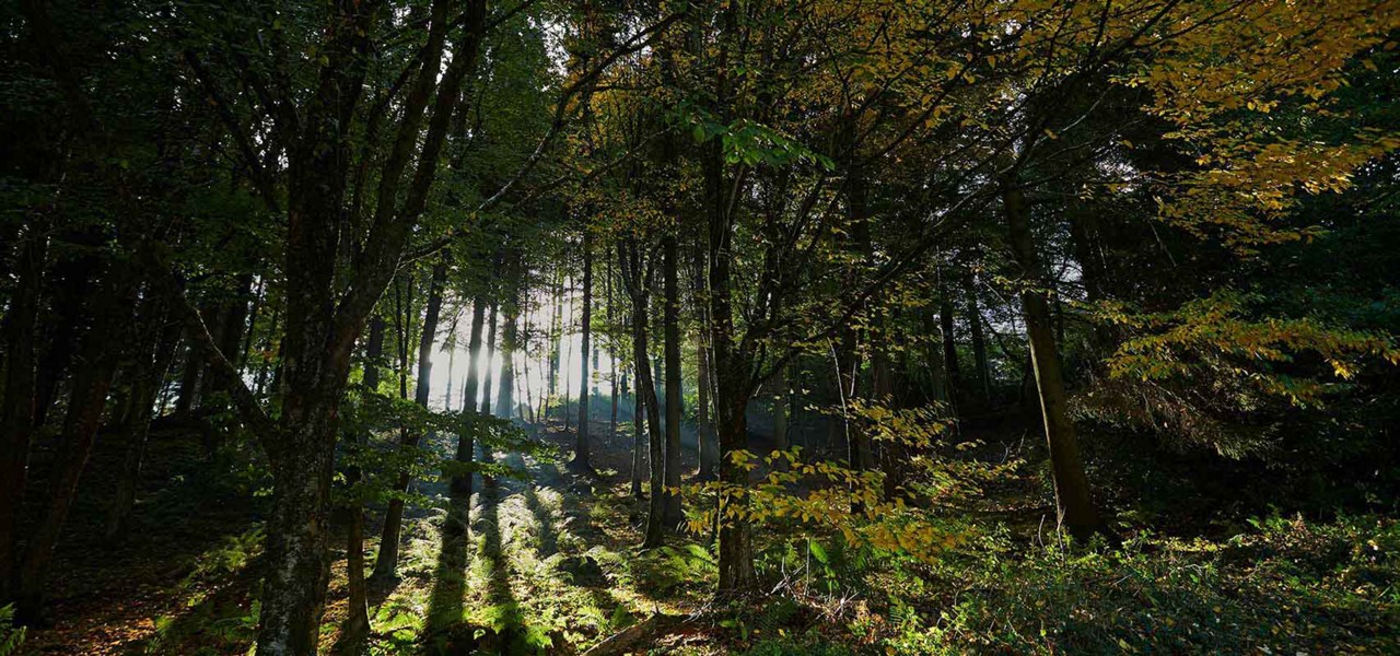 Sun shining through trees