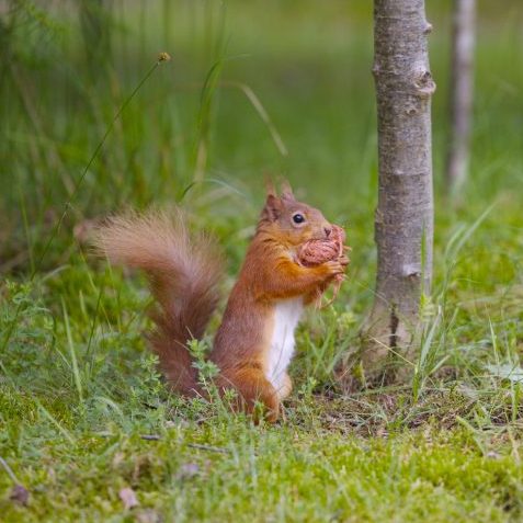 A red squirrel gathering nuts