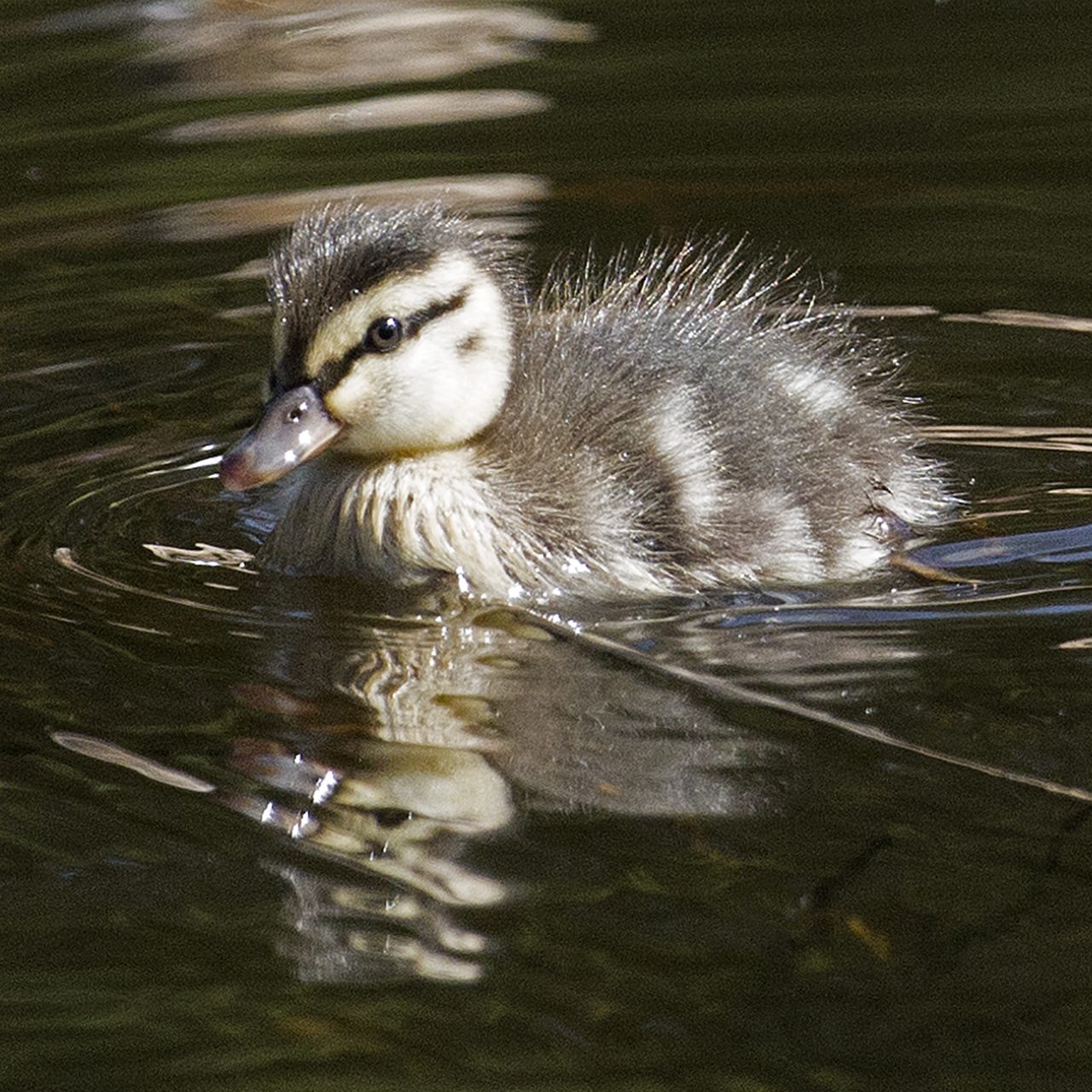 Duckling swimming