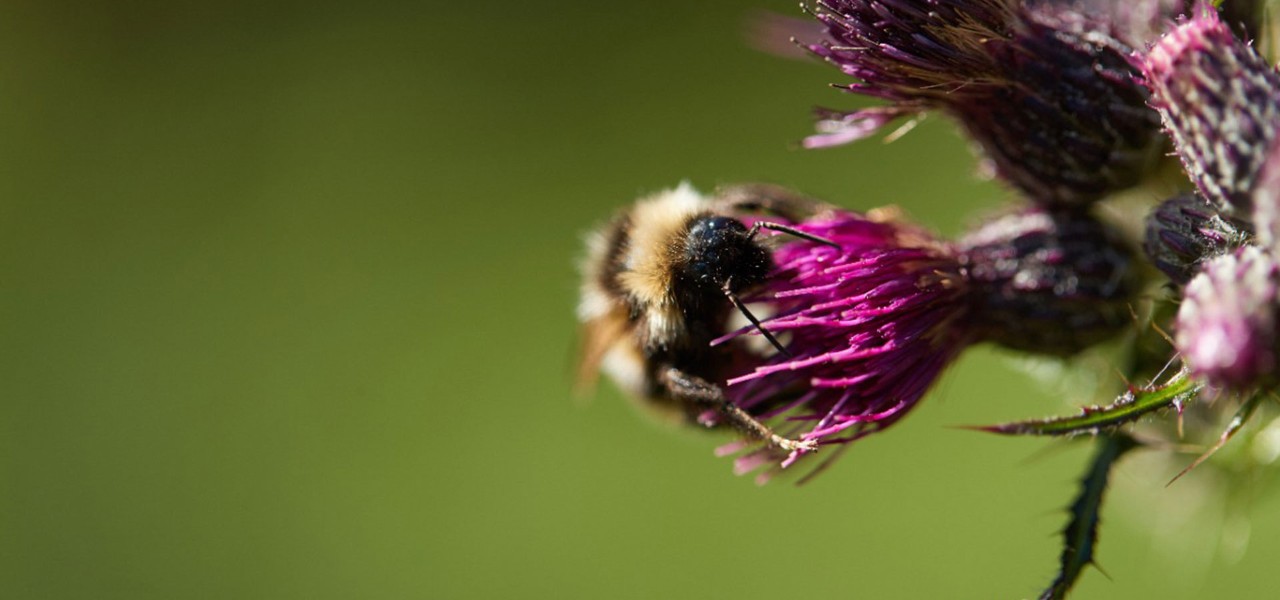 a bee clings to a purple flower