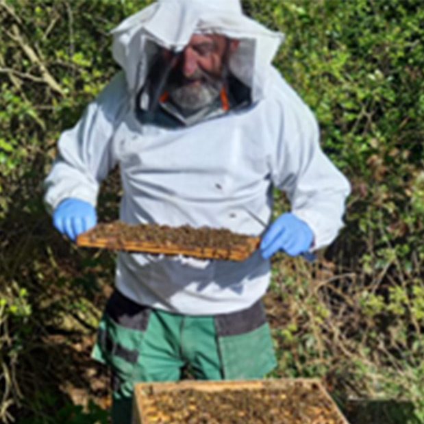 A beekeeper dressed in protective clothing lifts a frame covered in bees out of the hive