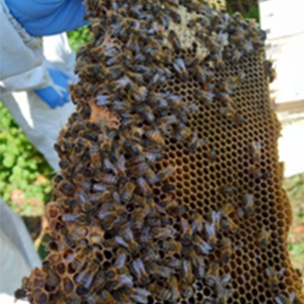 bees crawl on the honeycomb structure of the hive