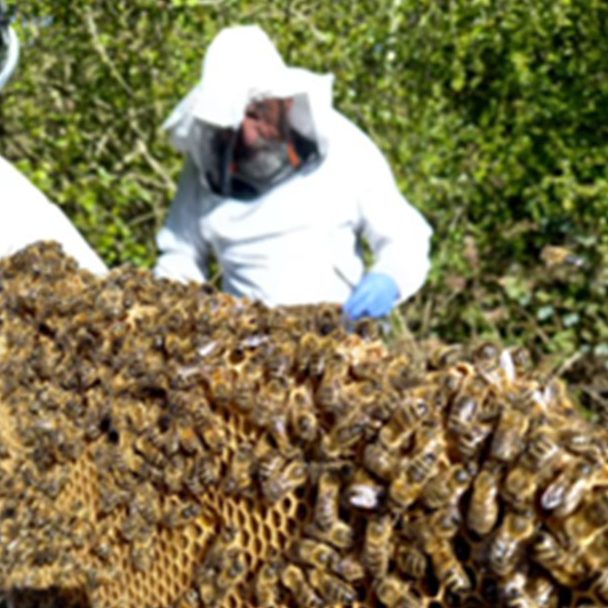A beekeeper dressed in protective clothing tends to a bee hive