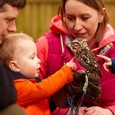 Family looking at owl