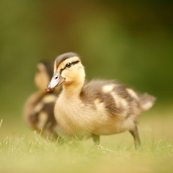 Duckling close-up