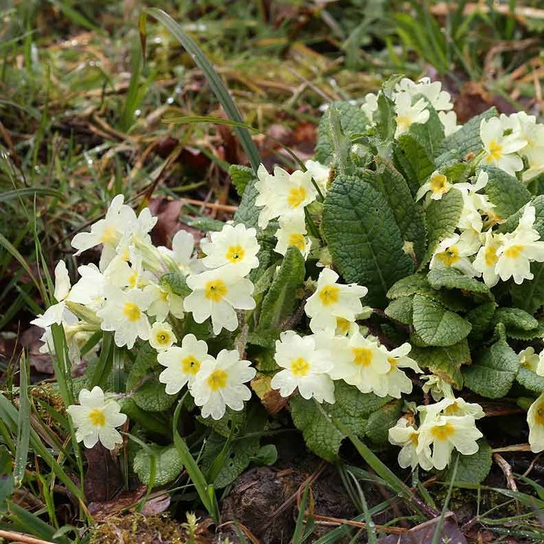 A primrose plant flowers with pale yellow petals