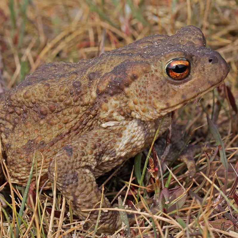 A brown toad sitting on the grass
